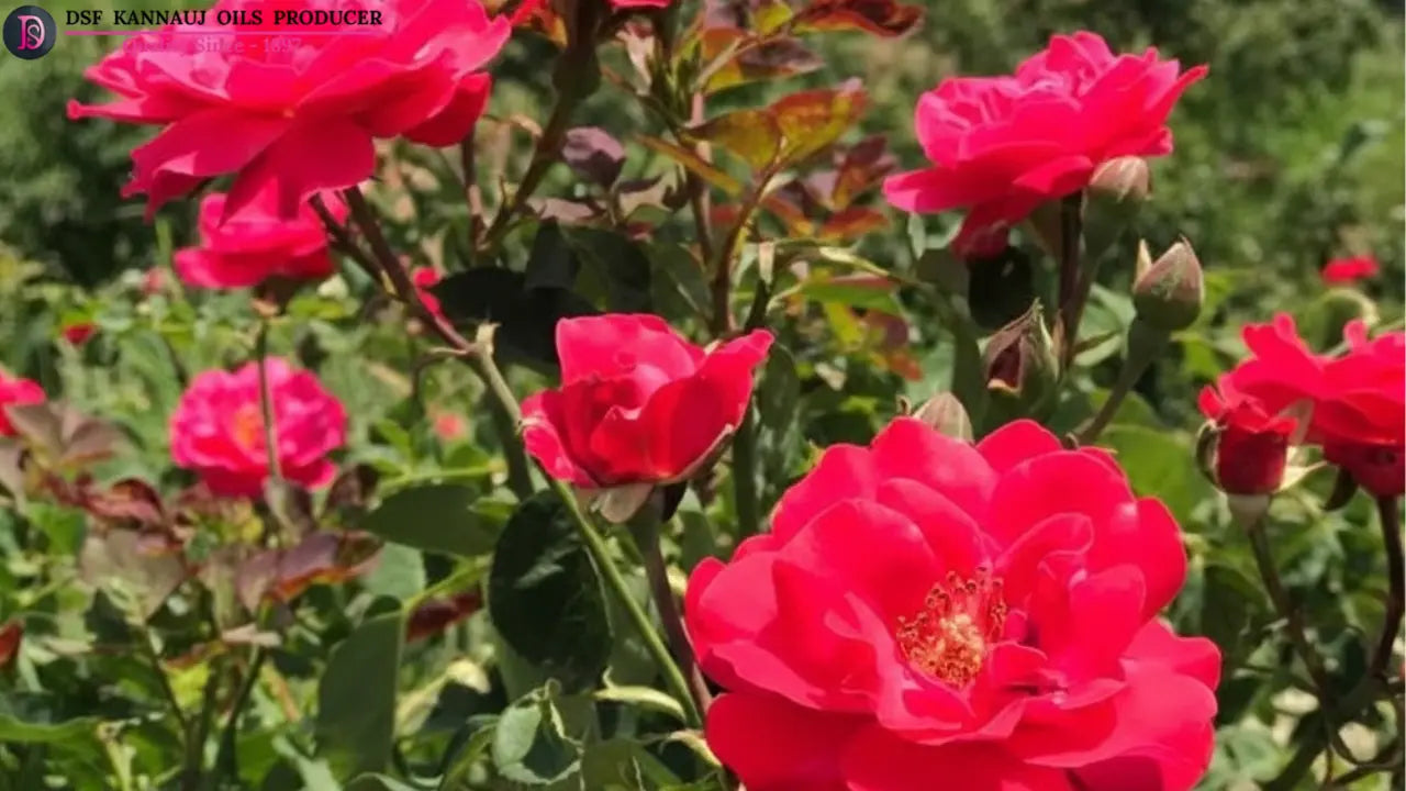 Best Rose Petals Manufacturer in India – Complete Guide for Buyers