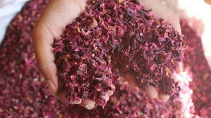 Rose Petals Manufacturer and Supplier in India