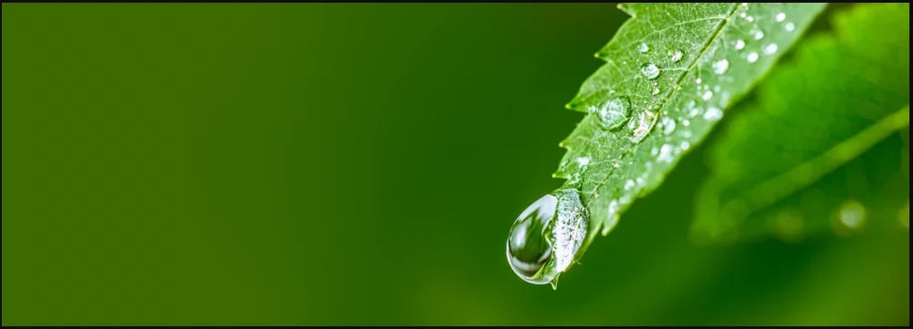 पुष्प जल